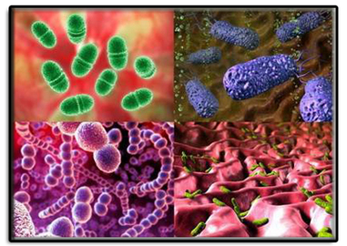 Antimic hangi bakterilere karşı etkili